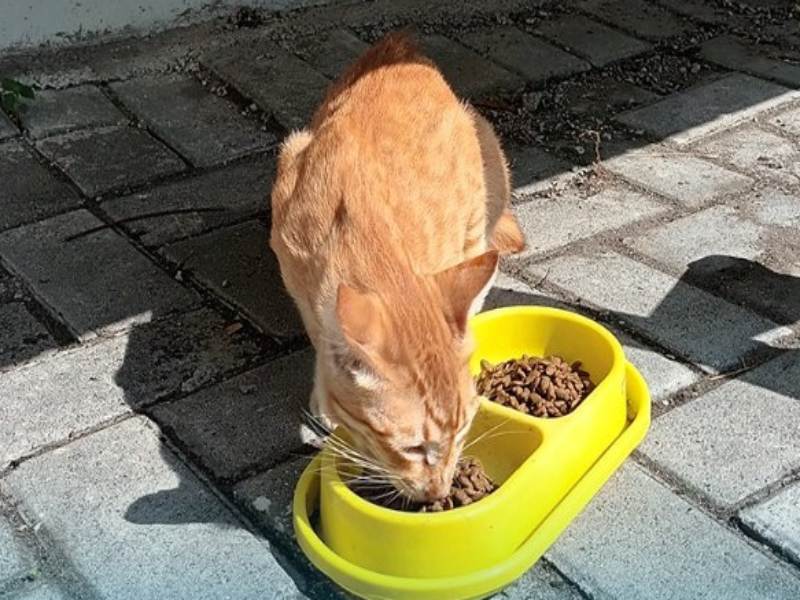 Kucing UGM tengah menyantap makanan yang disediakan oleh Komunitas Kucing UGM./Istimewa