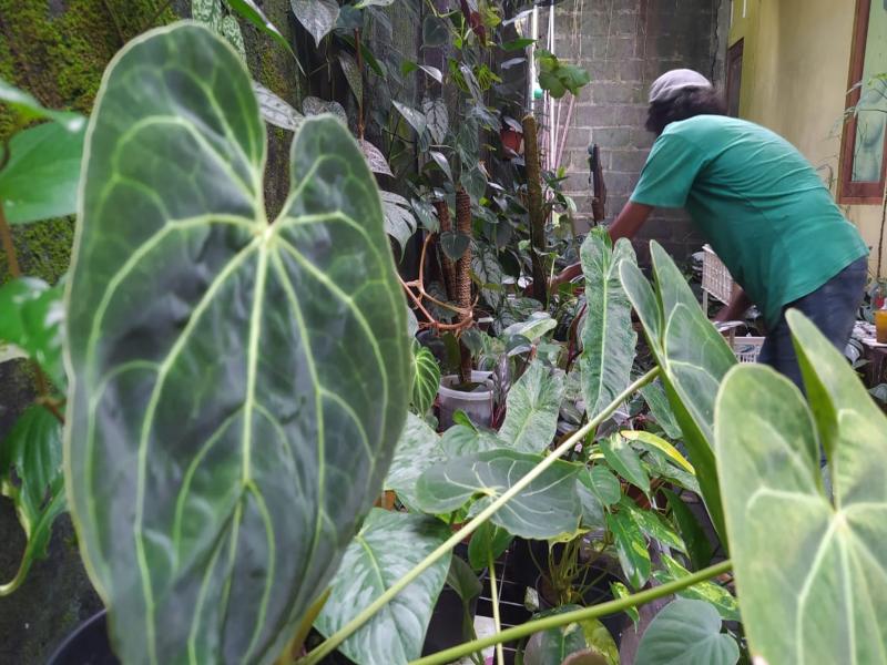 Ketua JOPS Aji Yudalaga Hiplarana saat merawat tanaman di rumahnya./Harian Jogja-Sirojul Khafid