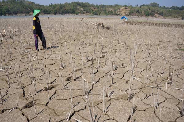 Ini Antisipasi Kementan Hadapi Kekeringan Akibat El Nino