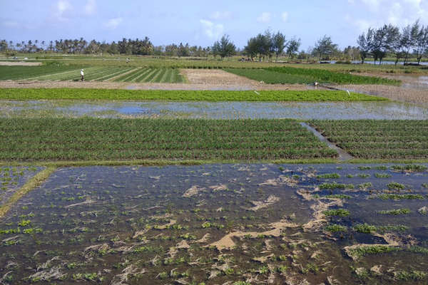 Lahan bawang merah dan palawija di Bantul yang terendam air. (Harian Jogja/Desi Suryanto)