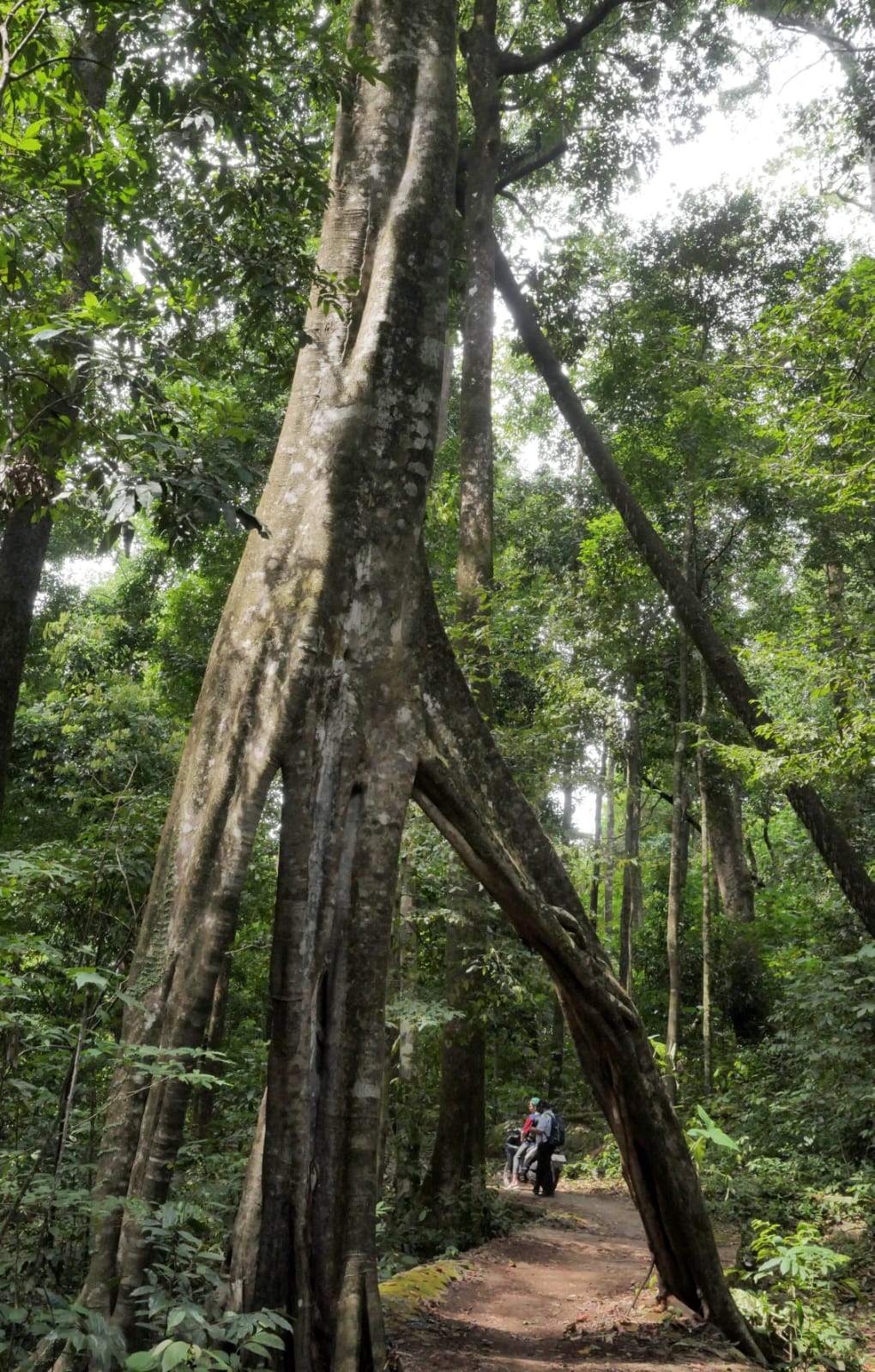 Wisatawan menyusuri kawasan Hutan Hujan Tropis Kahung, Desa Belangian, Kabupaten Banjar, Kalimantan Selatan, Rabu (21/8/2024). Hutan tersebut memiliki kaeanekaragaman hayati khas Pegunungan Meratus seperti pohon Binuang Laki, Beringin yang berukuran besar dan aneka jenis jamur serta terdapat fenomena kejadian bumi (geologi) yang telah ditetapkan menjadi salah satu situs Geopark Meratus untuk diajukan ke UNESCO Global Geopark (UGG). /Harin Jogja-Gigih M. Hanafi