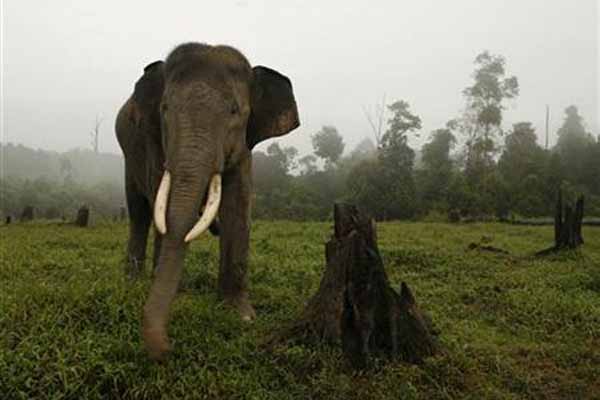 Waduh, Kawanan Gajah Liar Masuk Perkampungan di Lampung, Warga Pun Panik!