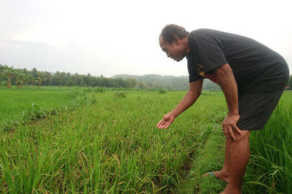 8 Hektare Sawah di Patuk Terancam Puso, Ini Sebabnya