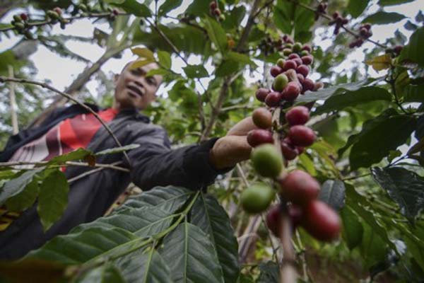 Kopi Asal Papua Ini Dikemas dengan Koteka