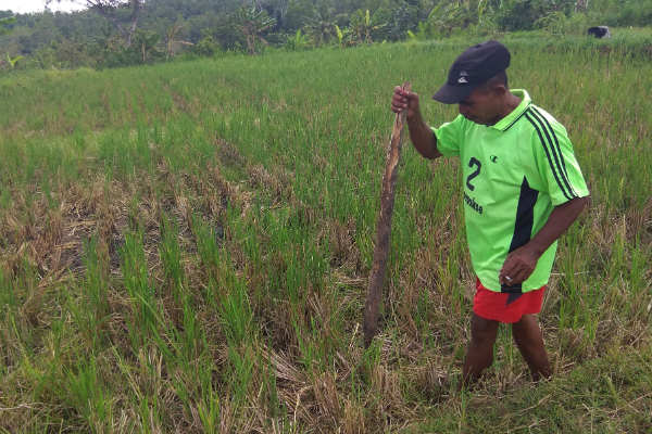Terdampak Pengeringan Saluran Induk Kalibawang, Petani Pilih Tanam Jagung