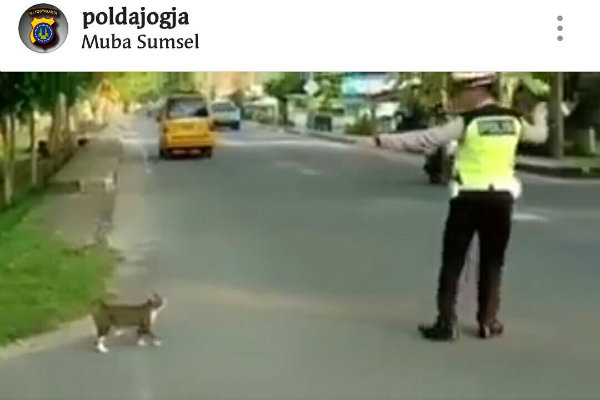 Bikin Mlongo, Kucing Ini Manut Saja Saat Diseberangkan Pak Polisi