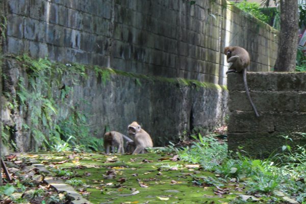 Monyet di Gunungkidul Kelaparan, Akibatnya Tanaman Warga Diserang