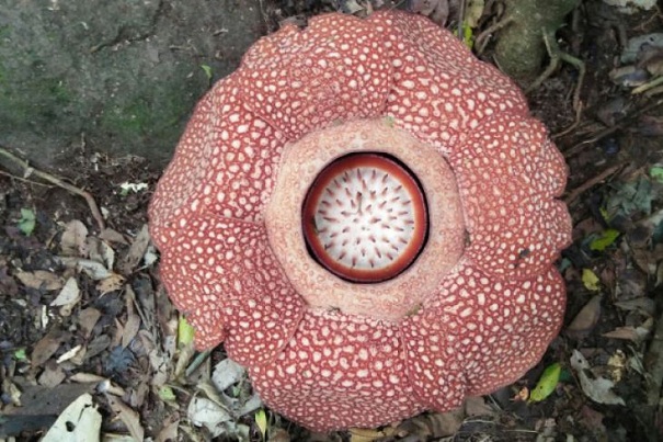 Bengkulu Selatan Akan Kembangkan Wisata Bunga Rafflesia