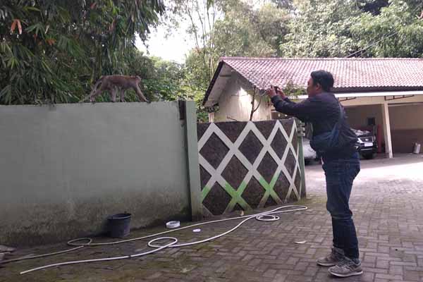 Monyet di Bantaran Kali Kuning Bukan dari Puncak Merapi