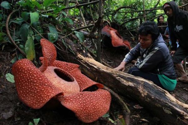 Sekuntum Rafflesia Kemumu Mekar di Hutan Desa Bengkulu Utara