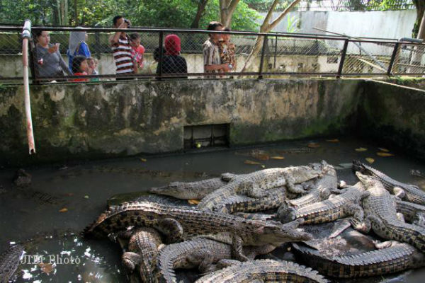 3 Buaya Berkeliaran di Sungai Tengah Kota, Warga Medan Geger