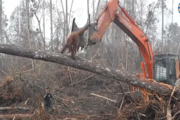 Video Orangutan Kalimantan Melawan Buldoser Ramai Diberitakan Media Internasional