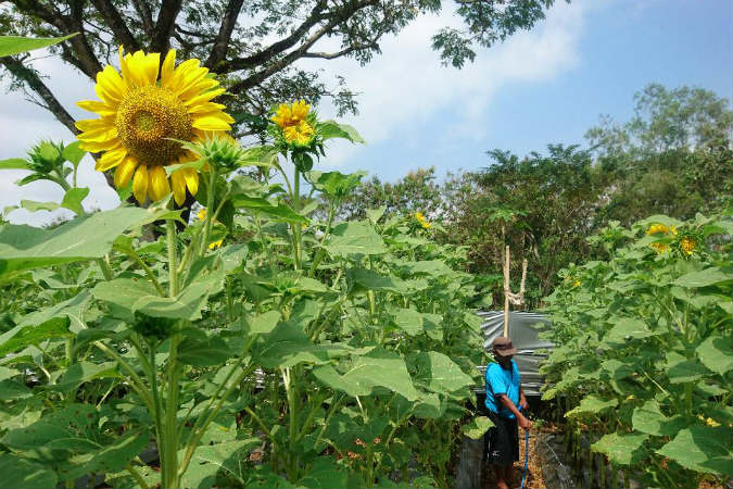 WISATA LEBARAN 2018 DI JOGJA: Tambah Koleksi Foto Medsos di Taman Bunga Matahari Nawari