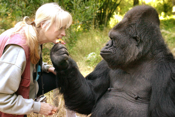 Koko, Gorilla yang Menguasai Bahasa Isyarat Mati di Usia 46 Tahun
