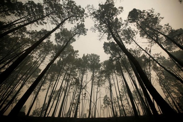Berswafoto di Hutan Pinus Sejuk di Baubau