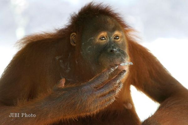 Menyedihkan, Orangutan Ditemukan Tewas Mengambang di Kanal dengan Luka Tusuk