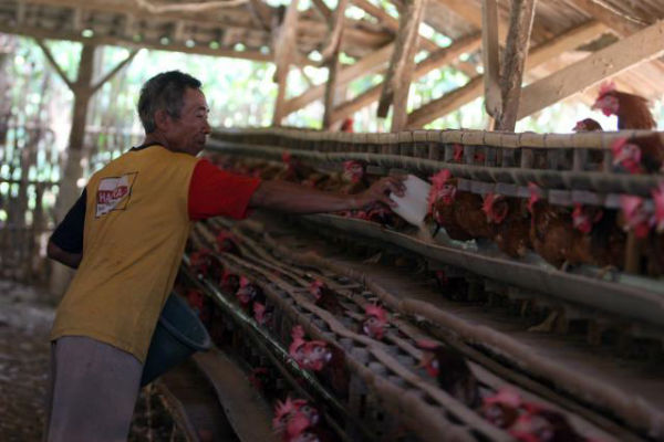 AGP Dilarang, Produktivitas Ayam Petelur Menurun 30%