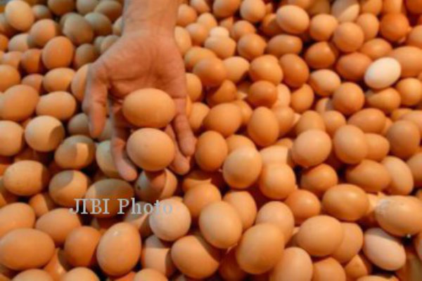 Mahalnya Pakan Ayam Kerek Harga Telur di Pasaran