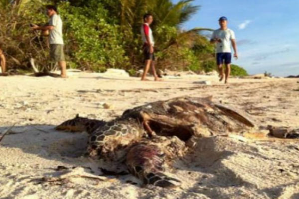 Seekor Penyu Mati Ditemukan di Pantai Panarukan, di Perutnya Penuh Plastik