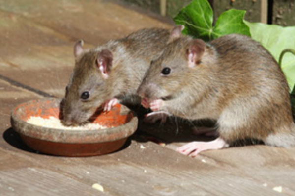 Tikus Serang Puluhan Hektare Sawah di Lebak