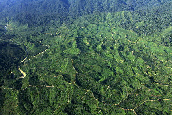 Selama Setengah Tahun, 3.290 Hektare Hutan Kawasan Ekosistem Lauser Rusak