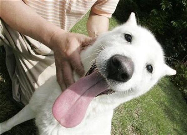 Ingin Piknik ke Pantai Bersama Anjing, Ada Kiatnya