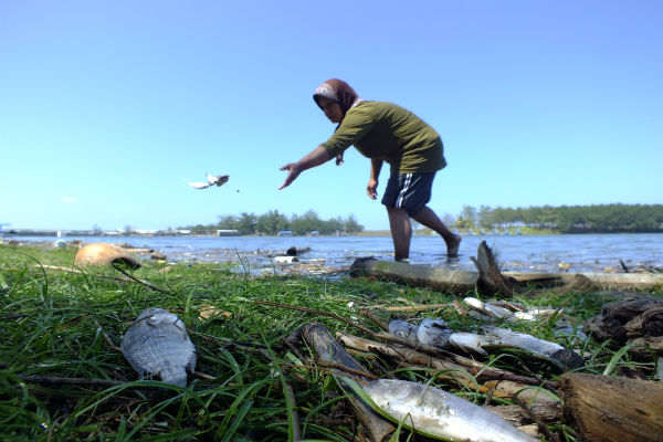 Terimbas Gelombang, Ribuan Ikan di Laguna Pantai Glagah Mabuk & Mati