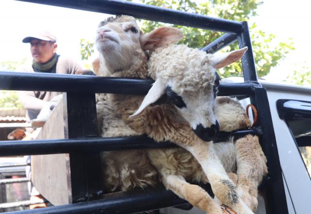 8 Pemuda Ramai-Ramai Perkosa Seekor Kambing Bunting hingga Tewas