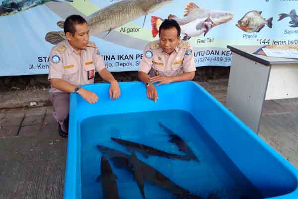 20 Ikan Berbahaya Diserahkan Warga ke BKIPM DIY, Tak Ada Ikan Arapaima