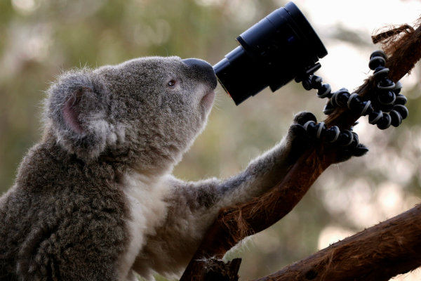 Aksi Penduduk di Australia Ini Bikin Koala Kelaparan sampai Mati