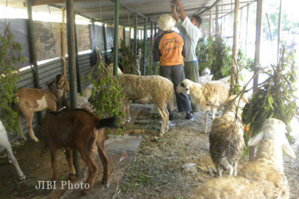 Mulai Pekan Depan, Hewan Kurban Sehat akan Ditempeli Stiker