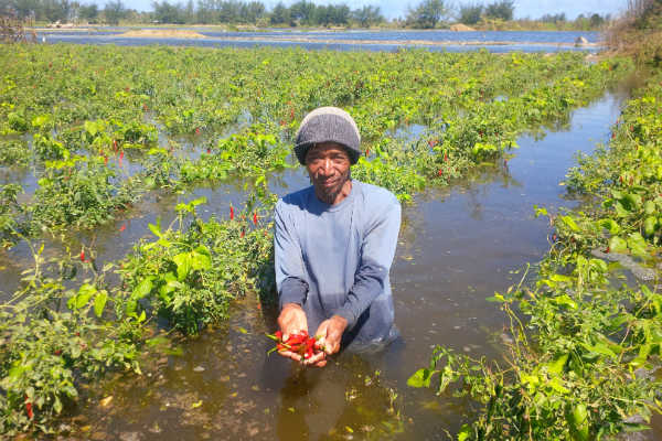  Petani Bawang di Bantul Merugi Ratusan Juta akibat Lahan Terendam Air, Apa Bantuan Pemkab?