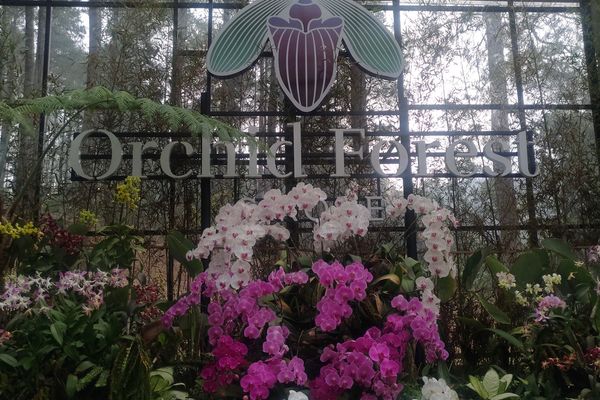 Menikmati Indahnya Anggrek di Orchid Forest Bandung