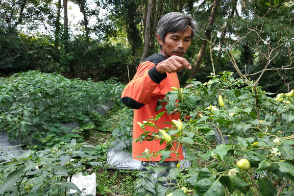 Pemkab Gunungkidul Berjanji Bakal Terus Dampingi Petani Bawang Merah dan Cabai