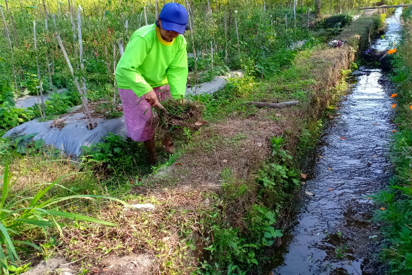 Petani Cabai di Kecamatan Ngemplak Keluhkan Pasokan Air