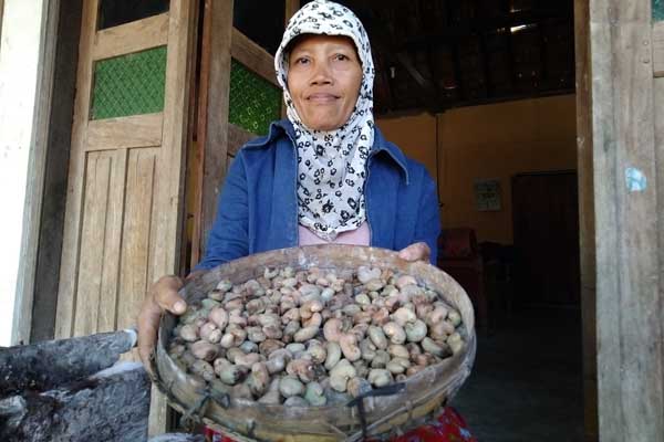 Jambu Mete, Sumber Penghidupan Warga Rejosari Gunungkidul