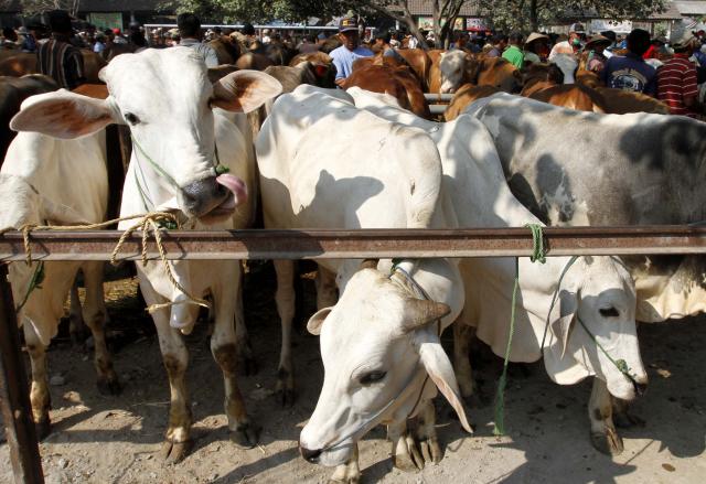 Permintaan Tinggi, Pedagang di Kulonprogo Datangkan Sapi dari Madura