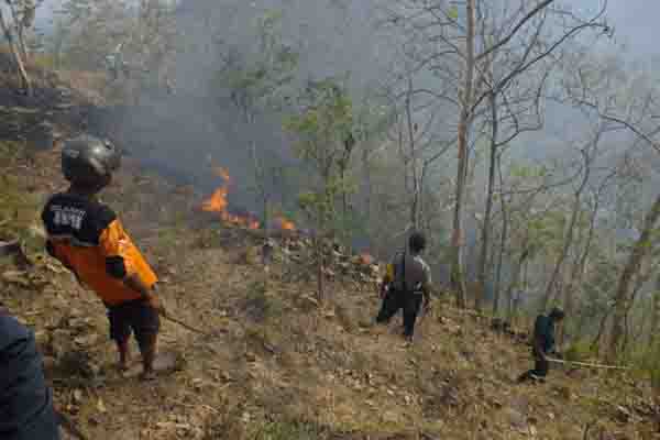  Berawal dari Api di Tepi Jalan, 20 Hektare Lahan Jati di Kalibawang Terbakar