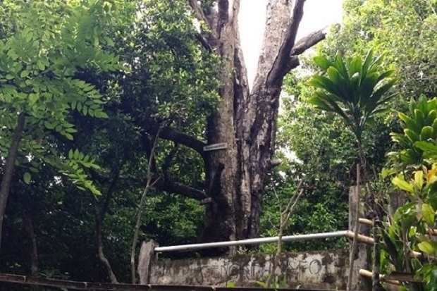 Mengunjungi Pohon Cengkih Berusia 400 Tahun di Ternate