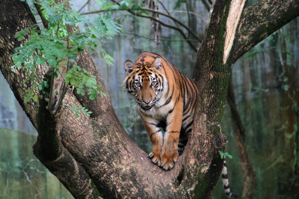 Hutan Dirusak Perusahaan, 3 Harimau Hadang Truk Pengangkut Sawit
