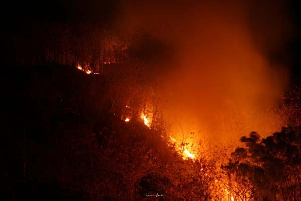 4 Hektare Lahan Jati Terbakar  di Bantul