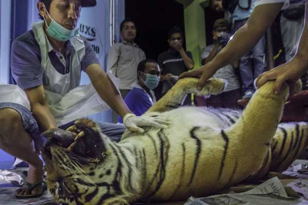 Mengenaskan, Seekor Harimau Bunting Ditemukan Mati dengan Perut Terbelit Kawat Baja