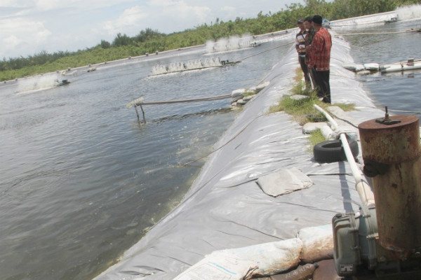 Membanggakan, Produksi Udang di Kuponrogo Tembus 574,2 Ton