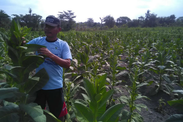 Petani Bantul Kesulitan Pasarkan Tembakau