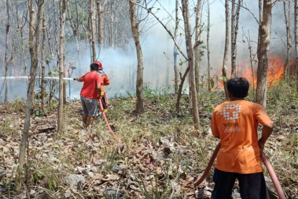 Semberono Bakar Sampah, 6 Hektare Lahan Jati Ludes Terbakar