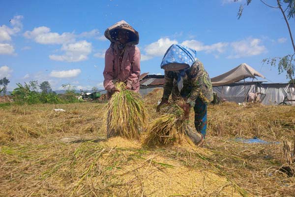 OPINI: Sistem Pertanian yang Sesuai dengan Perubahan Iklim