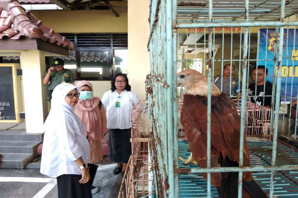 Pakar UGM Kecewa Pencabutan Status 3 Jenis Burung