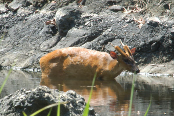 Kijang Yang Ditangkap Di Pegunungan Menoreh Dilepasliar Di Kawasan
