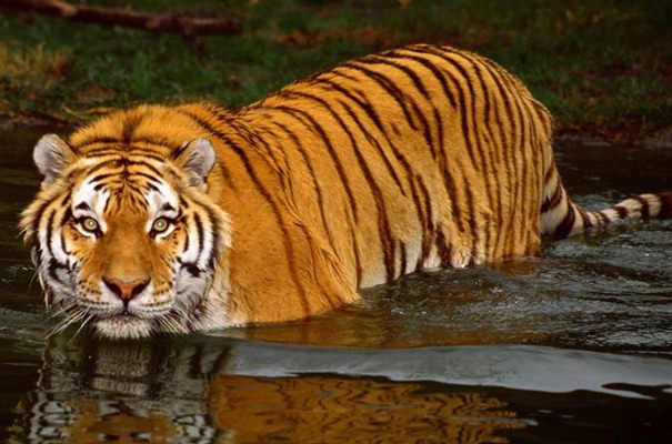 Harimau Sumatra Terjebak di Ruko Pasar di Riau, Diduga Habitatnya Terganggu