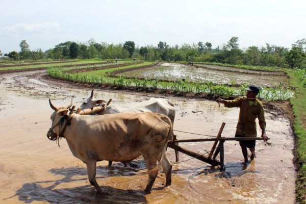 Hujan Deras Rusak 200 Hektare Tanaman Padi